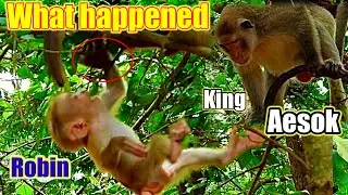 Rose take Baby Robin run to fast from king Aesok monkey ...!!