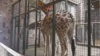 Feeding Time at the Giraffes Chester Zoo (inc. New Baby Giraffe)
