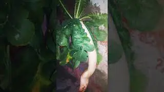 Biggest White Carrot | kitchen Gardening | Organic Food