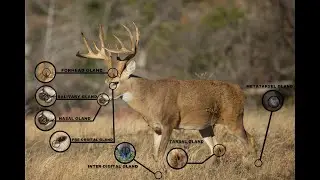 Pure Whitetail Deer Glandular Scents | Raised Hunting Scent Line | What Are Glandular Scents