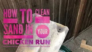 How to Clean Sand in a Chicken Run & Keep Chickens Cool