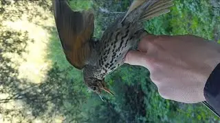 chasse de grive avec piège a oiseaux                  صيد المرقو