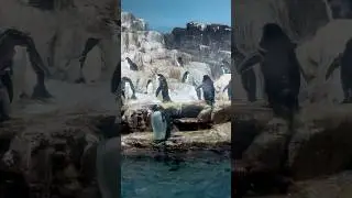 San Antonio｜SeaWorld - Meeting Penguins at Penguin Encounter（聖安東尼奧海洋世界的可愛企鵝們）🐧 #texas #sanantonio