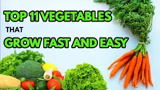 TOP 11 VEGETABLES that GROW FAST AND EASY