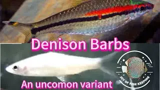 Denison Barb , an uncommon variant