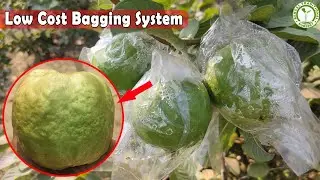 Lowest Cost Bagging System For Guava Plant | Get Export Quality Guava | Contact : 93332275795