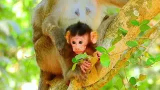 Babies always want milk...! Primate Monkey. SO CUTE MONKEY...!