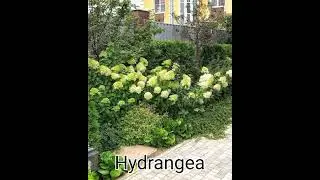 Hydrangeas planted along the fence form a beautiful hedge #plant #interior #design
