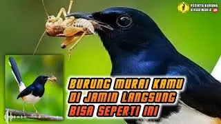 SUARA BURUNG MURAI GACOR