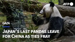 Japan's beloved last pandas leave for China as ties fray | AFP