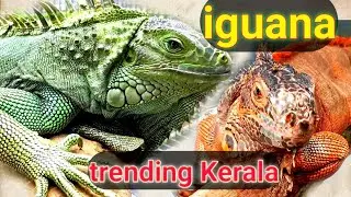 Iguana 🦎 Trending Kerala 🏝️ Sparrow wings pet's farm/Edava , Varkala