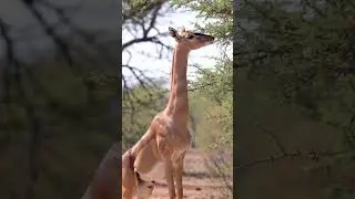 Grace on Two Legs: The Gerenuk&rsquo;s Acacia Ballet