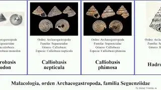 Malacolog&iacute;a, orden Archaeogastropoda, familia Seguenziidae ancistrobasis elegans mollusca monodon