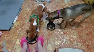 Louisa&Poki's food aggression test with dog.