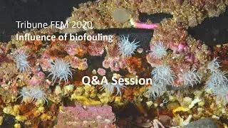 FEM Tribune - Influence of biofouling - Q&A session