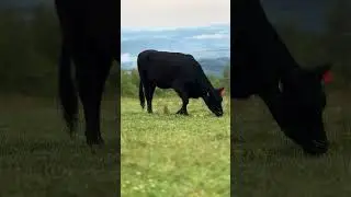 Cow munching beside the trail on  Bearwallow Mountain Trail in NC.