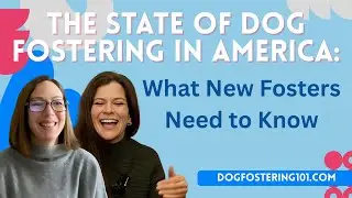 The State of Dog Fostering in America: What New Fosters Need to Know