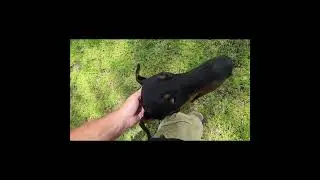 Dog Obedience Training Mississippi dog obedience training State Registered certified