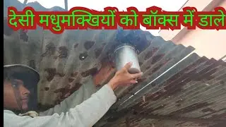Unbelievable Trick to Catch Wild Honeybees!