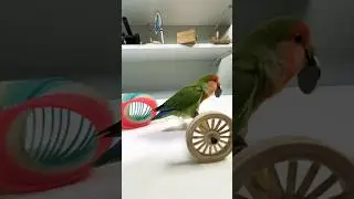 Bird Training:smart lovebird parrot l smart little cute parrot  #training#smartparrot#cute