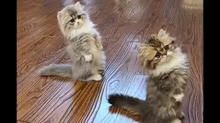 Did These Cats Just Pull Off Mission Impossible 😱🐱 #funnycats