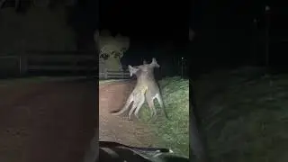 Kangaroo Breaks Up Mates Brawling - Ozzy Man Quickies