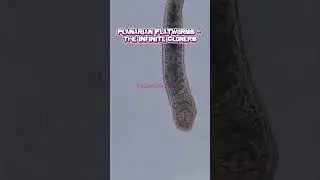 Top 4 Real-life immortal Animals that Born to Live Forever (vid04) #shortsviral #shorts
