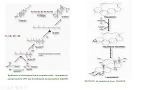 colesterol isopreno lanosterol escualeno bioqu&iacute;mica biochemistry
