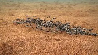 Striped Raphael catfish