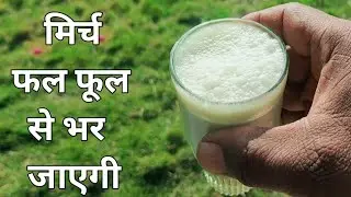 इस चीज से मिर्च फल फूल से भर जाएगी। कोई बीमारी भी नहीं रहेगी