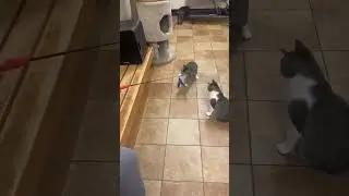 Video of adoptable pet named DR RANDOLPH BELL