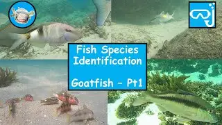 Fish species identification - Goatfish, Part 1