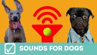 Video Gioco per cani, suoni per cani, guarda la reazione del tuo cane!