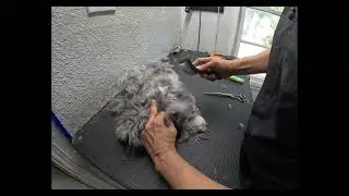 Fixing Dogs Matted Ears