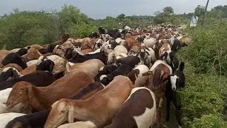 sheeps swimming in water🐑sheeps jumping into the river sheep videos with real sounds sheeps swimming
