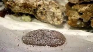 UFO urchin hides in the substrate time lapse