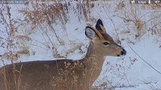 &ldquo;Mystic&rdquo; The Antlered Doe