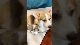 corgi mom and baby #corgi #corgis #dog #dogbreed #cute #funny #corgilover #dogtype #puppy