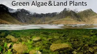 BIOL&213 | Mini-Lecture | Green Algae & Land Plants