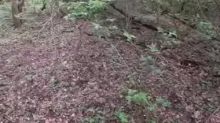 Morel mushroom hunt Ohio!