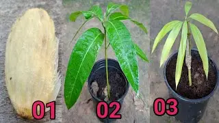 MANGO GRAFTING/मात्र 45 दिन में आम का गुठली से आम का पौधा तैयार करने का तरिका। mango stone grafting.