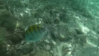 Snorkeling in Mexico's Most Beautiful Beach: Playa Balandra