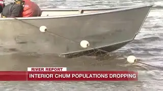Chum Salmon fishery closed due to low run counts
