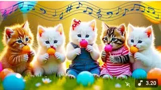 Soothing Cat Jams 🐾 The Perfect Playlist for Sleepy Whiskers and Relaxed Little Paws