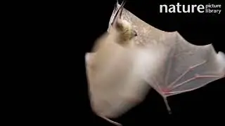 Masked flying fox male hanging upside down with wings open, Indonesia.