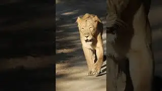 Lioness on road- Jungle Safari at Gir National Park #Asiaticlions #gir #lion #lioncubs  #wildlife