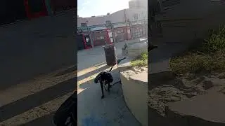 Venice Beach Los Angeles CA...early morning walk with the dogs