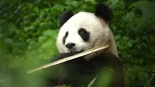 Bamboo Massage Therapy Online Course on using Guasha to Treat Upper and Mid Back