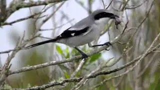 Loggerhead Shrike - the Butcher Bird in action