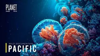 What Do We Really Know About the Pacific Ocean&rsquo;s Ecosystem?